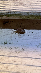 Ozophora picturata