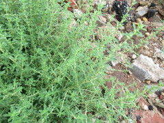 Amaranthus albus