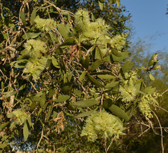 Melaleuca viridiflora