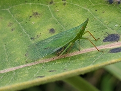 Rhynchomitra