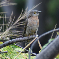 Cacomantis flabelliformis