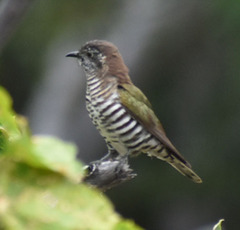 Chrysococcyx lucidus