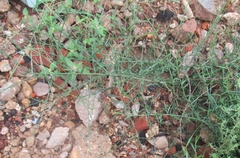 Chloracantha spinosa