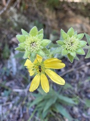 Silphium mohrii