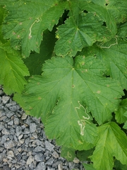 Phytomyza spondylii group