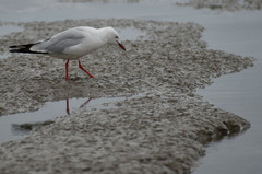 Chroicocephalus novaehollandiae