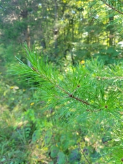 Pinus virginiana