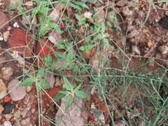 Chloracantha spinosa