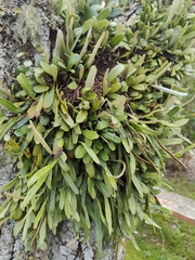 Pyrrosia eleagnifolia