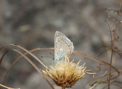 Polyommatus daphnis