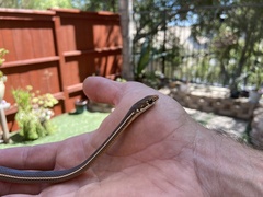 Masticophis lateralis lateralis