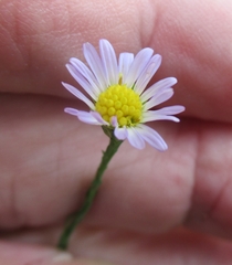 Chloracantha spinosa