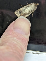 Agrotis