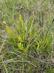 Ptilotus macrocephalus