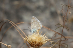 Polyommatus daphnis