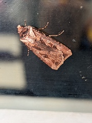 Agrotis