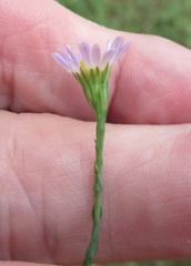 Chloracantha spinosa