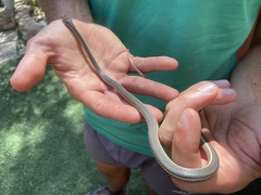 Masticophis lateralis lateralis