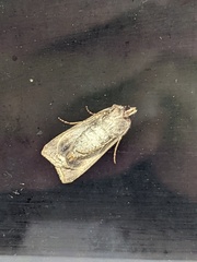 Agrotis