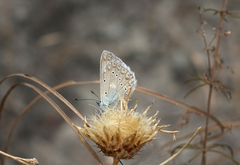 Polyommatus daphnis