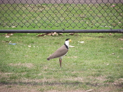 Vanellus miles novaehollandiae