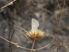 Polyommatus daphnis