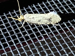 Amydria effrenatella
