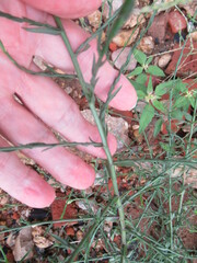 Chloracantha spinosa