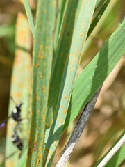 Puccinia