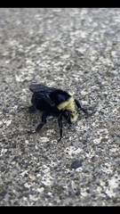 Bombus vosnesenskii