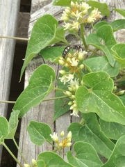 Myzinum obscurum