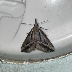 Ophiuche fufialis