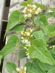 Myzinum obscurum