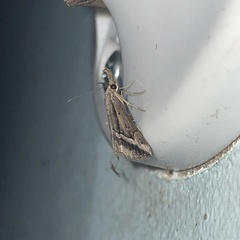 Ophiuche fufialis