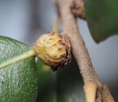 Andricus quercusfoliatus