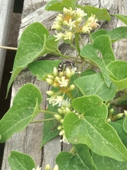 Myzinum obscurum