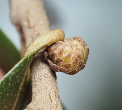 Andricus quercusfoliatus