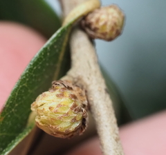 Andricus quercusfoliatus