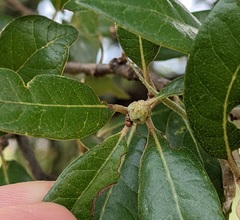 Andricus quercusfoliatus