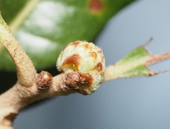 Andricus quercusfoliatus