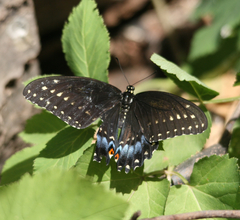 Papilio polyxenes asterius