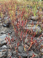 Hypericum gentianoides