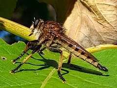 Promachus rufipes