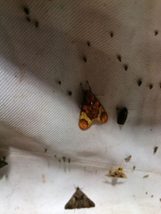 Erebidae