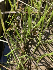 Lilaeopsis occidentalis