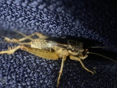 Velarifictorus micado