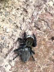 Maratus griseus