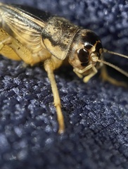 Velarifictorus micado