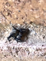 Maratus griseus