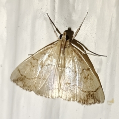 Evergestis pallidata